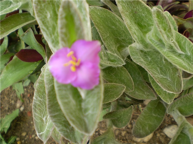 tradeskantia